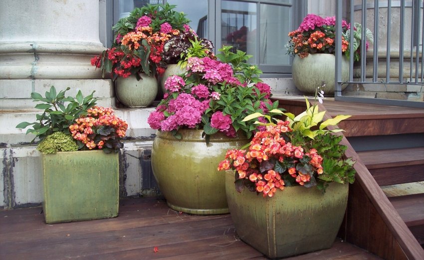 Квіти в металевих горщиках