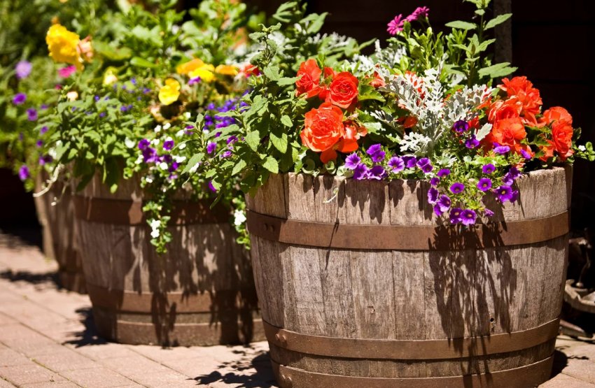 Квіти в дерев'яних горщиках