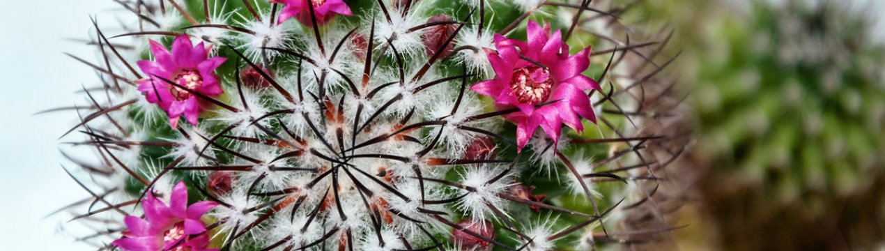 Як доглядати за кактусом маммиллярия в домашніх умовах