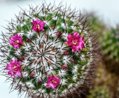 Як доглядати за кактусом маммиллярия в домашніх умовах