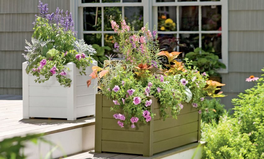 Квіти в пластикових горщиках