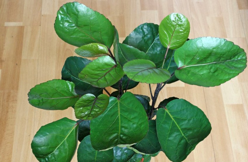 Шоломоносний