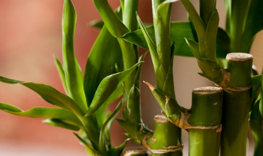 Драцена Celes