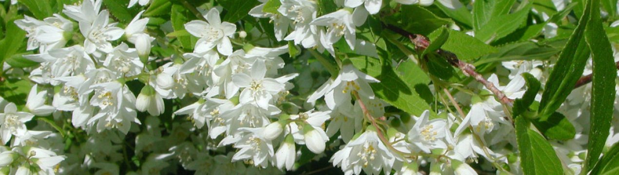 Опис куща дейції, особливості вирощування та застосування у ландшафтному дизайні