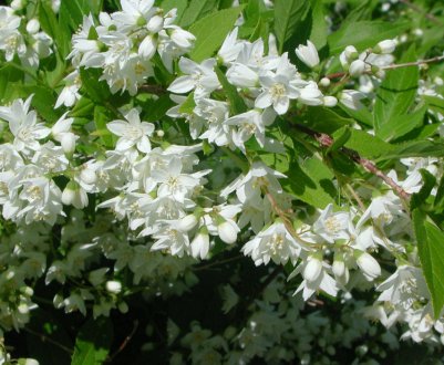 Опис куща дейції, особливості вирощування та застосування у ландшафтному дизайні