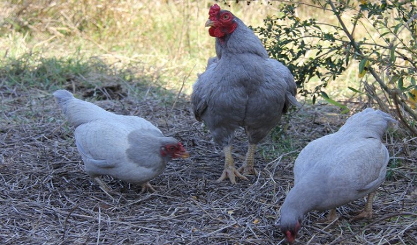 Кури корніш