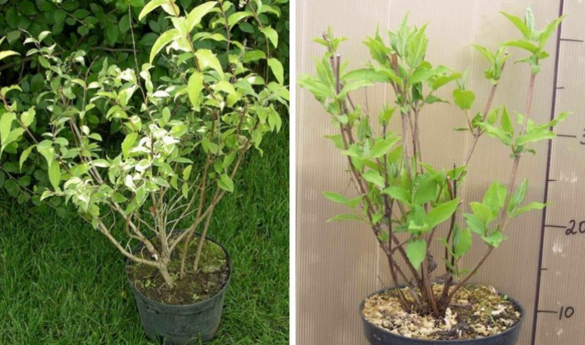 Саджанці дейції