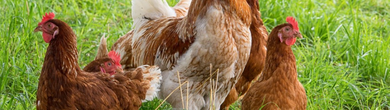 Німецький фермер створив додаток для птахівників