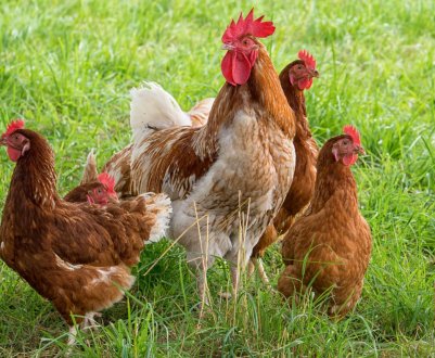 Німецький фермер створив додаток для птахівників