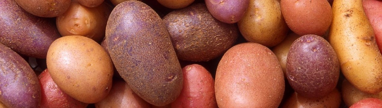 Екстремальні погодні умови перешкоджають британським фермерам зібрати картоплю