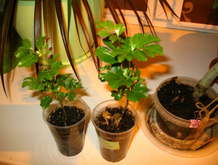 Розмноження живцями