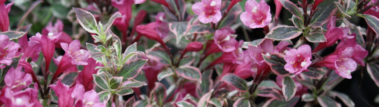 Опис та вирощування вейгели сорту `Монет`