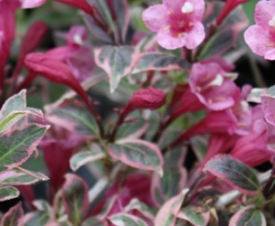 Опис та вирощування вейгели сорту `Монет`