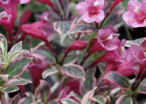 Описание и выращивание вейгелы сорта Монет