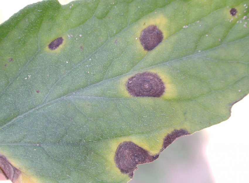 Появу темних плям на листках