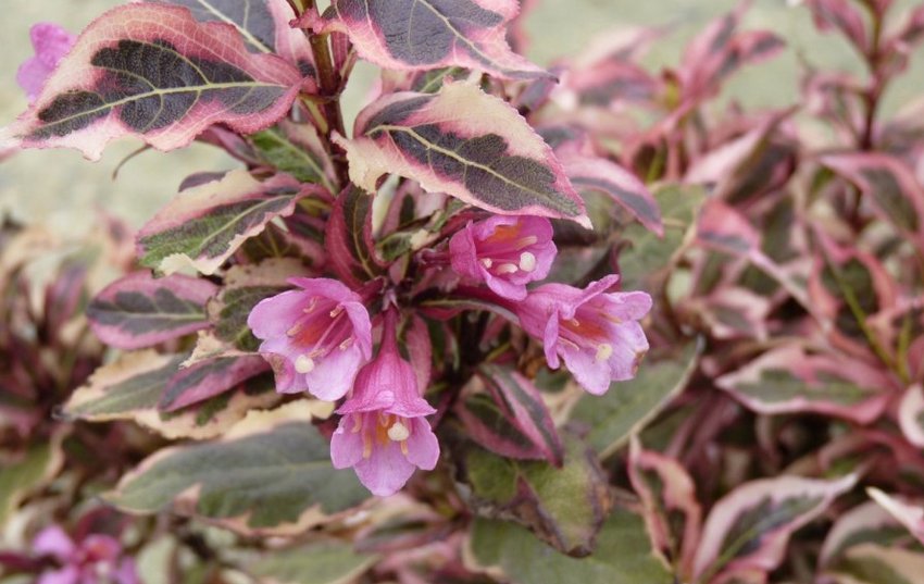 Вейгела цвітуча Монет