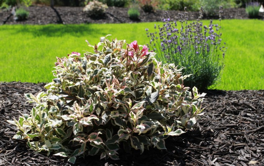 Мульчирование вейгелы