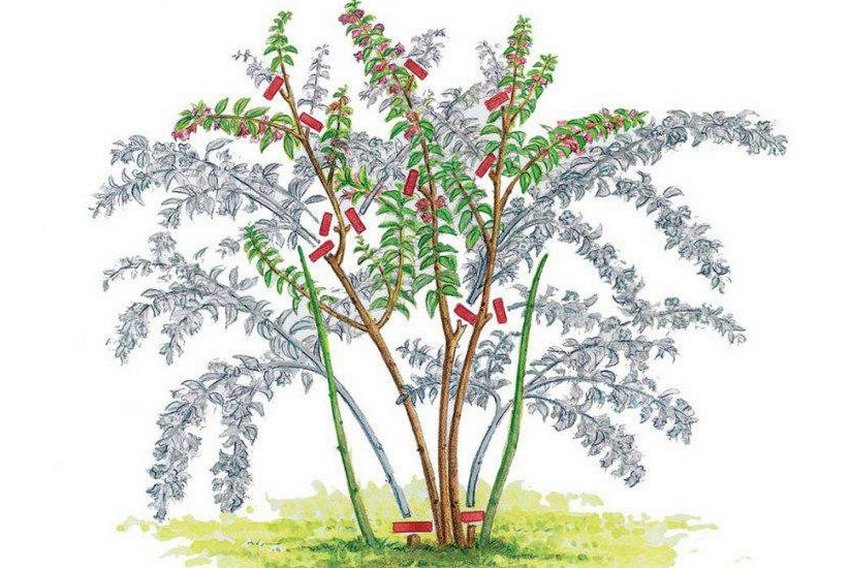 Обрізка вейгели