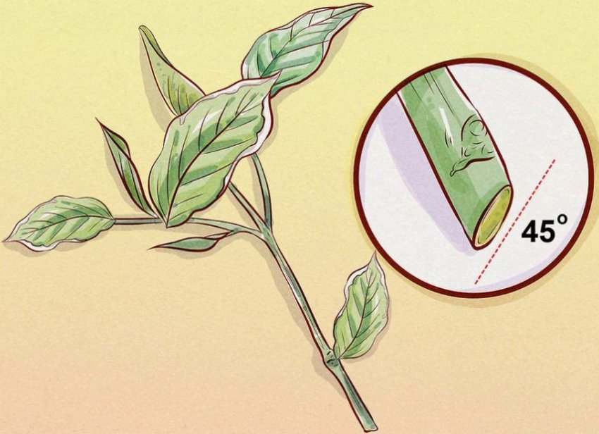 Черенкування вейгели