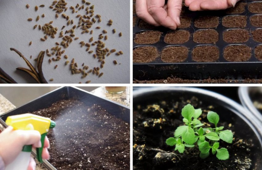 Семінеий спосіб розмноження