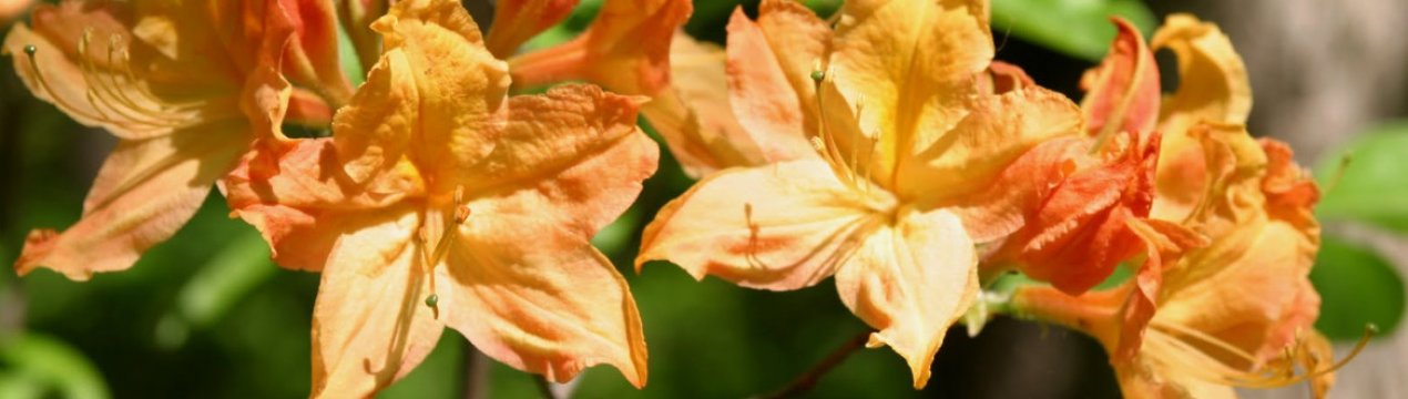 Опис і вирощування рододендрона Голден Лайтс