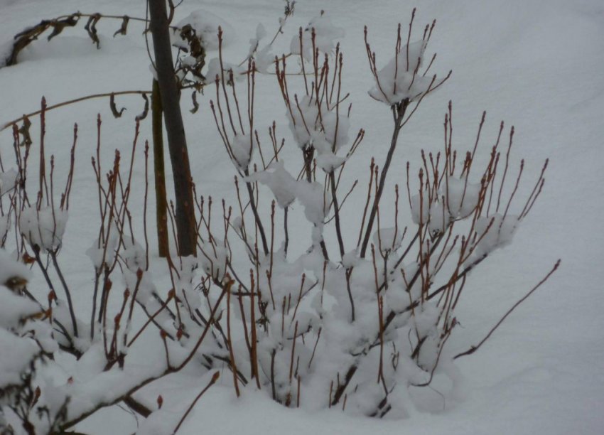 Зимостойкость рододендрона Зимостойкость рододендрона