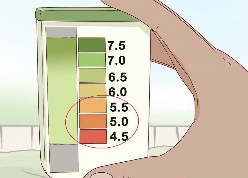 Кислотність ґрунту для рододендрона Кислотність ґрунту для рододендрона