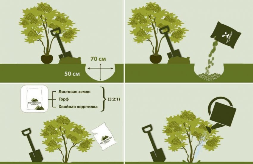 Схема посадки рододендрона Схема посадки рододендрона