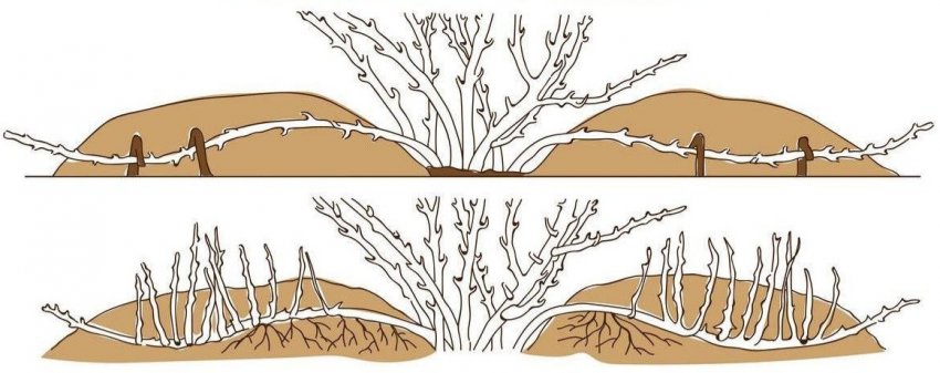Розмноження азалії відводками Розмноження азалії відводками
