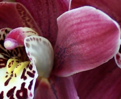 Як правильно вирощувати орхідеї з насіння в домашніх умовах