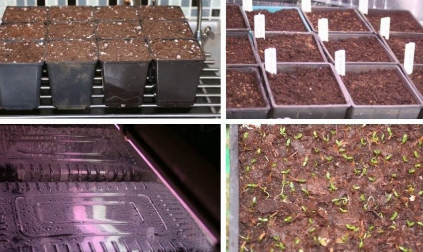 Розмноження рододендрона насінням Розмноження рододендрона насінням