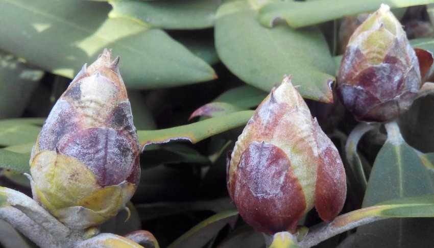 Сіра гниль рододендрона Сіра гниль рододендрона