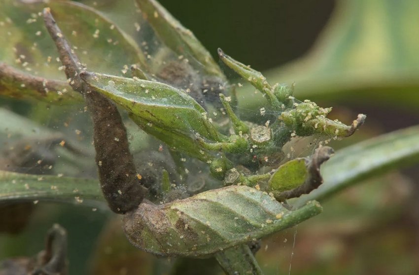 Павуковий кліщ на рододендроні Павуковий кліщ на рододендроні