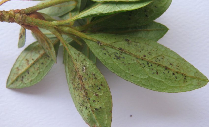 Тля на рододендроні Тля на рододендроні