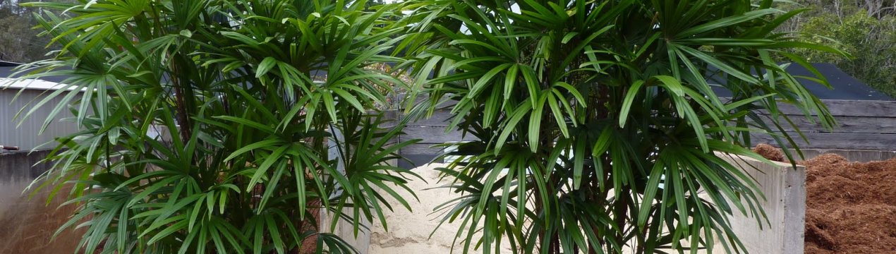 Кімнатна пальма рапис: догляд в домашніх умовах