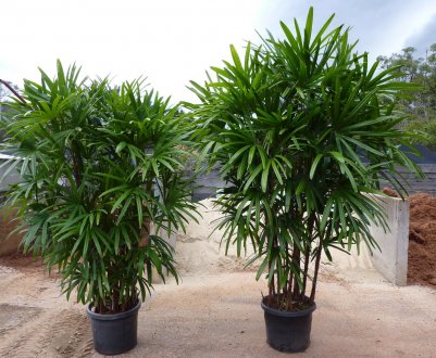 Кімнатна пальма рапис: догляд в домашніх умовах