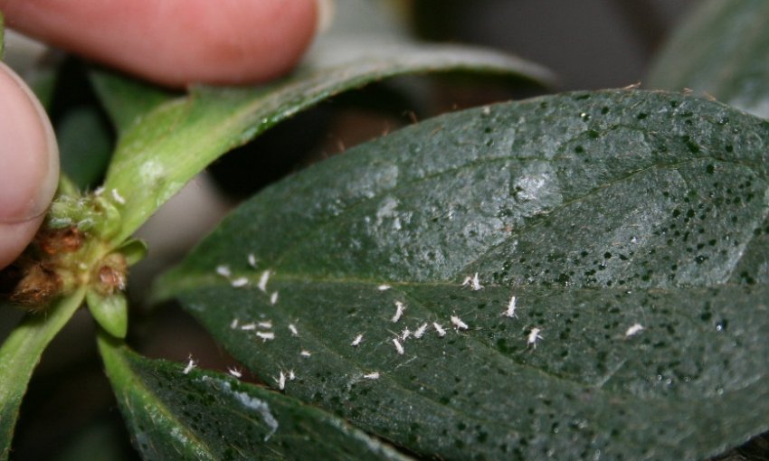 Білофутер на рододендроні Білофутер на рододендроні