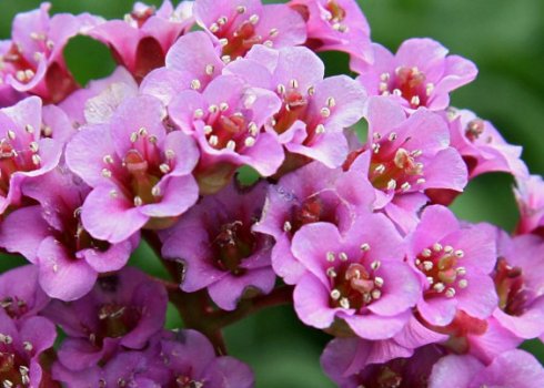 Особенности выращивания бадана сердцелистного