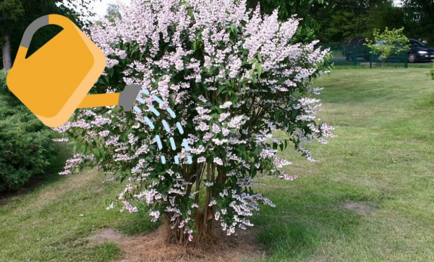 Полив дейции