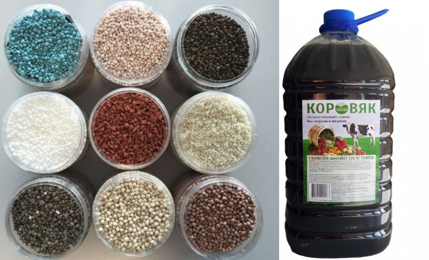 Підживлення для дейції