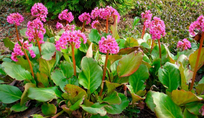 Бадан серцелистний