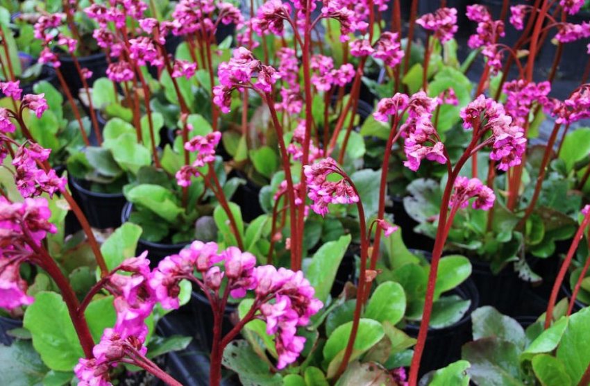 Бадан серцелистий Winterglut