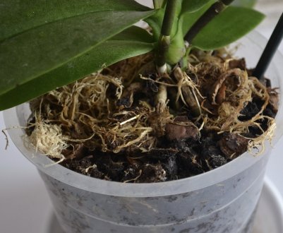 Яким повинен бути склад і як зробити своїми руками грунт для орхідей?