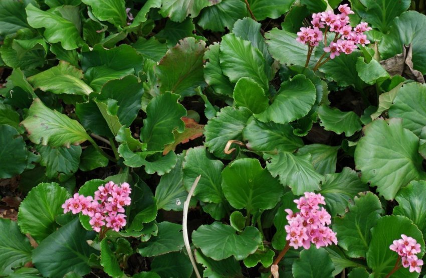 Бадан Lilac Rose