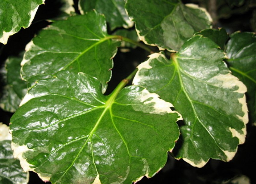 Липкий наліт на листках