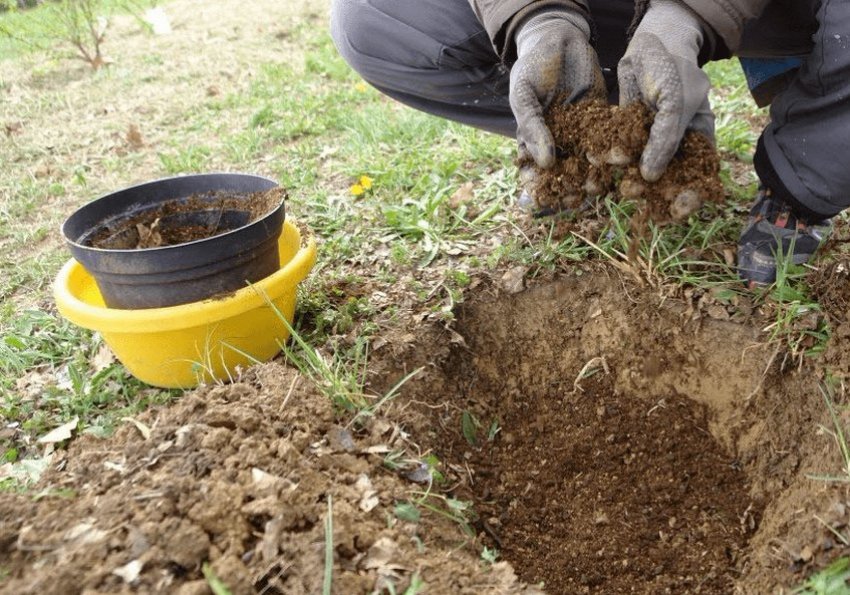 Посадка бадана