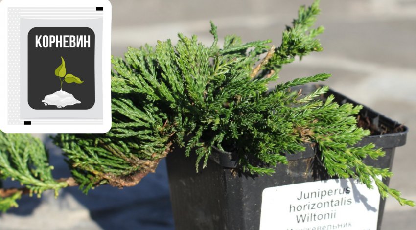 Саджанець можжевельника Саджанець можжевельника