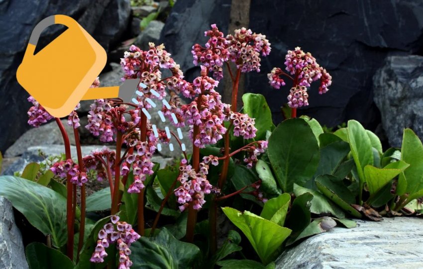 Догляд за баданом