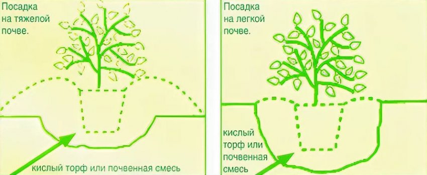 Багульник и рододендрон в чем разница. 153685.q1zd50.850. Багульник и рододендрон в чем разница фото. Багульник и рододендрон в чем разница-153685.q1zd50.850. картинка Багульник и рододендрон в чем разница. картинка 153685.q1zd50.850.