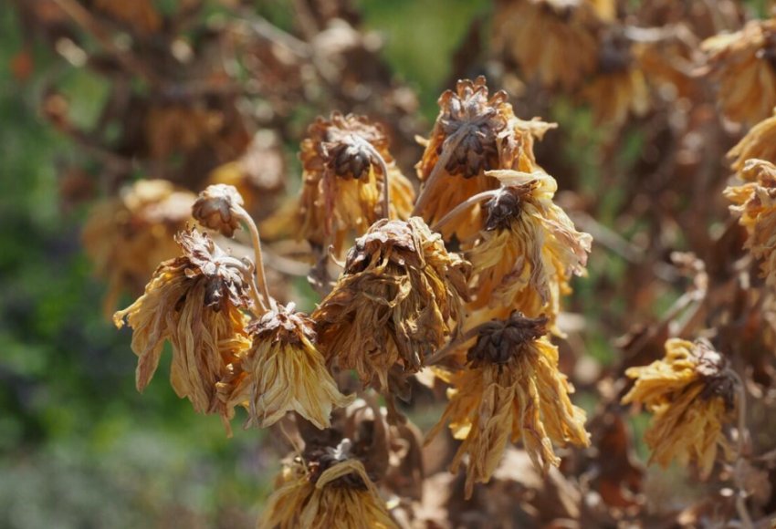 Осінь у саду Осінь у саду